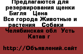 Предлагаются для резервирования щенки Бигля › Цена ­ 40 000 - Все города Животные и растения » Собаки   . Челябинская обл.,Усть-Катав г.